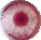 EyePnk